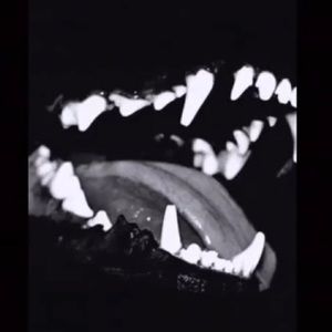 Meet your Posher, Braden